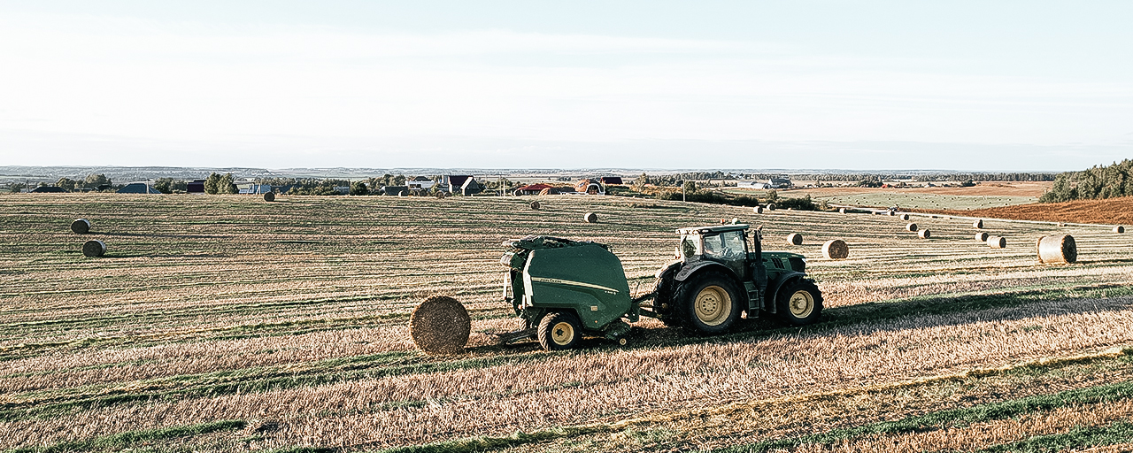 haymaking